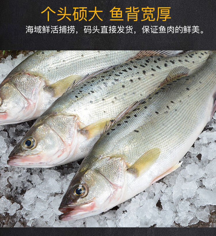 海鱸魚新鮮鮮活速度國產海捕大鱸魚海鮮 3斤裝【活魚鮮凍】79%選擇 0.