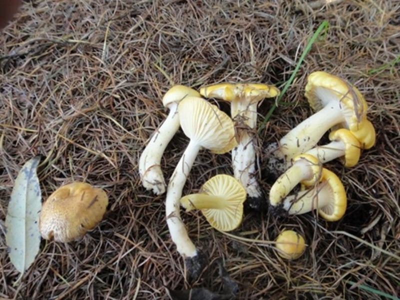 阿尔山蘑菇种类图片