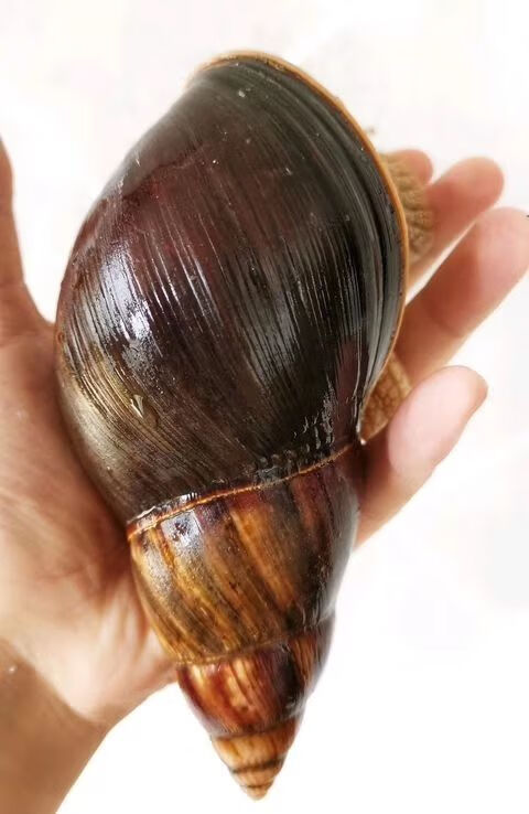 非洲大蜗牛活体宠物螺家养宠物教学大蜗牛儿童玩伴观赏螺巨型蜗牛 7到
