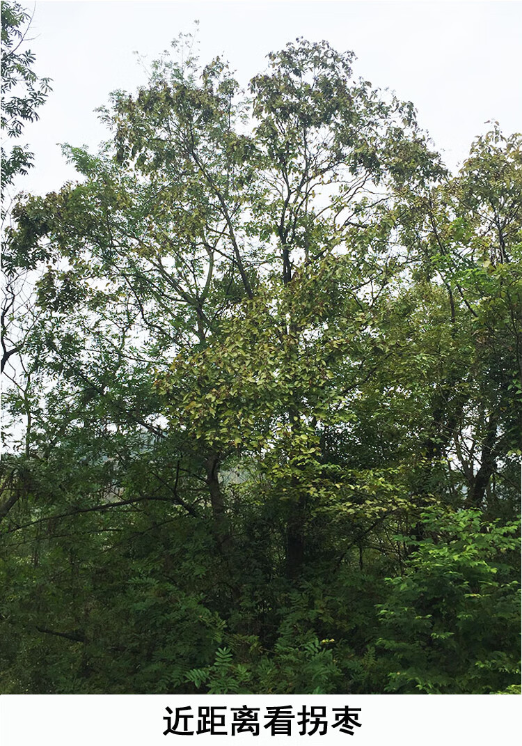 帆儿庄园新鲜拐枣新鲜拐枣枳椇鸡爪梨万寿果金钩子拐枣500g干拐枣