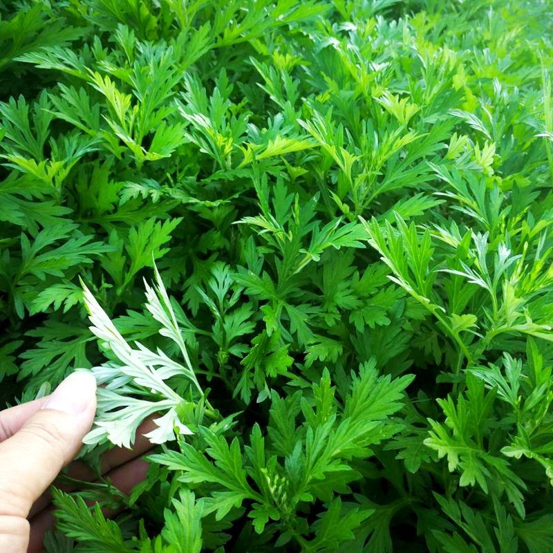 新鲜现摘艾叶艾叶草食用艾清明草青团糍粑艾草叶生艾叶艾篙叶 3斤