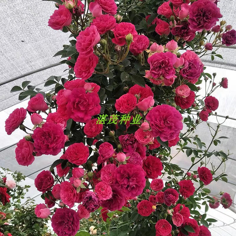 木香花种子黄白红木香花苗种子浓香爬藤植物阳台四季攀援花卉黄木香花