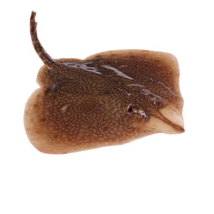 整鱼新鲜鲜活老板鱼魔鬼鱼鳐鱼鲽鱼速冻水产冷冻海鲜 两斤一条【图片