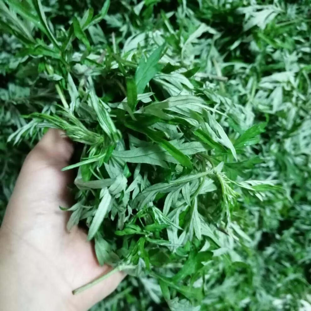 新鲜食用艾草叶嫩艾草野菜青团糍粑清明果材料昌隆福记 新鲜艾草3斤