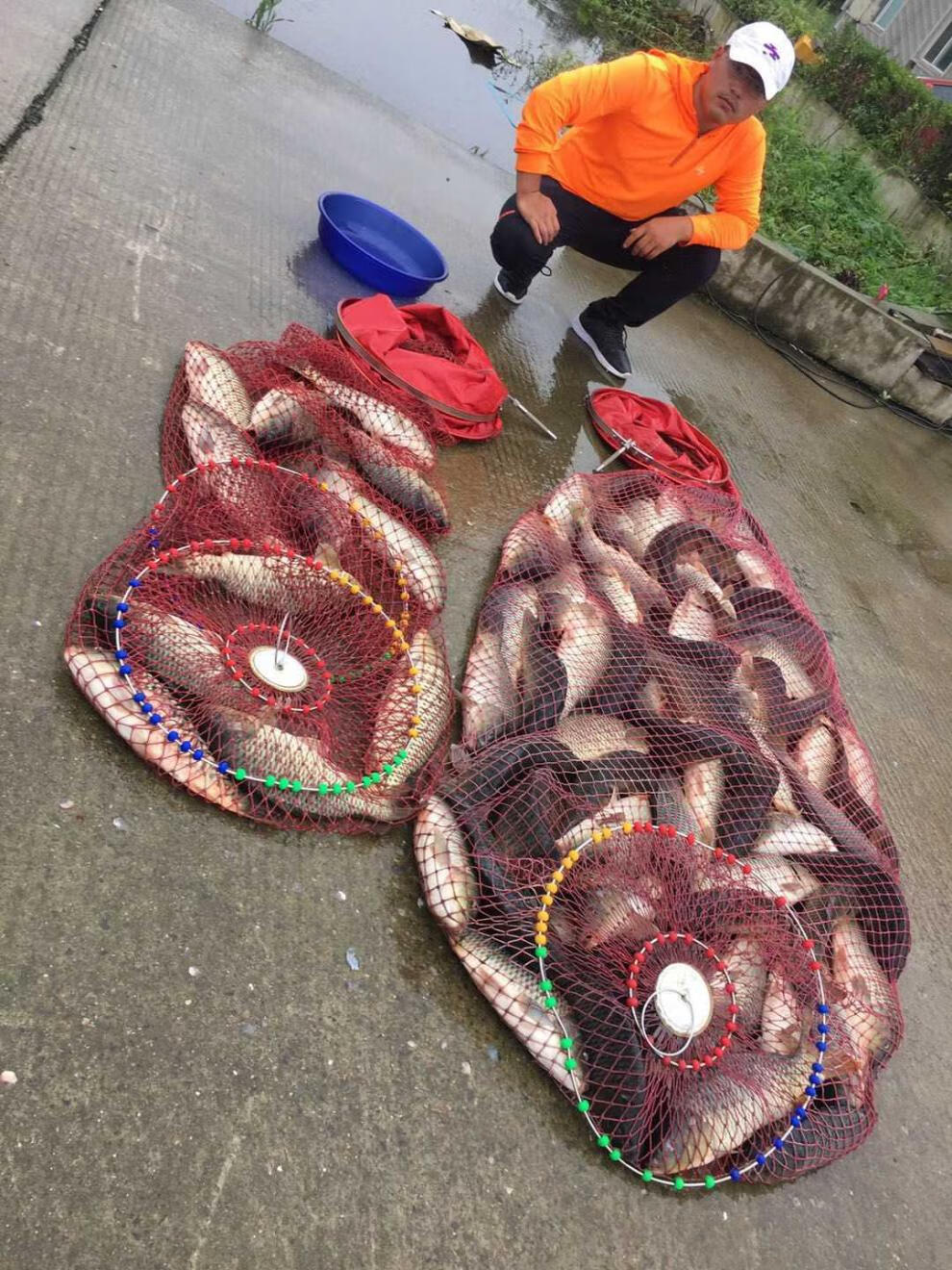 进口吉野鱼饵黑坑小药钓鱼爆护杀添加剂鲤鱼鲫鱼配方神药饵料 吉野秘