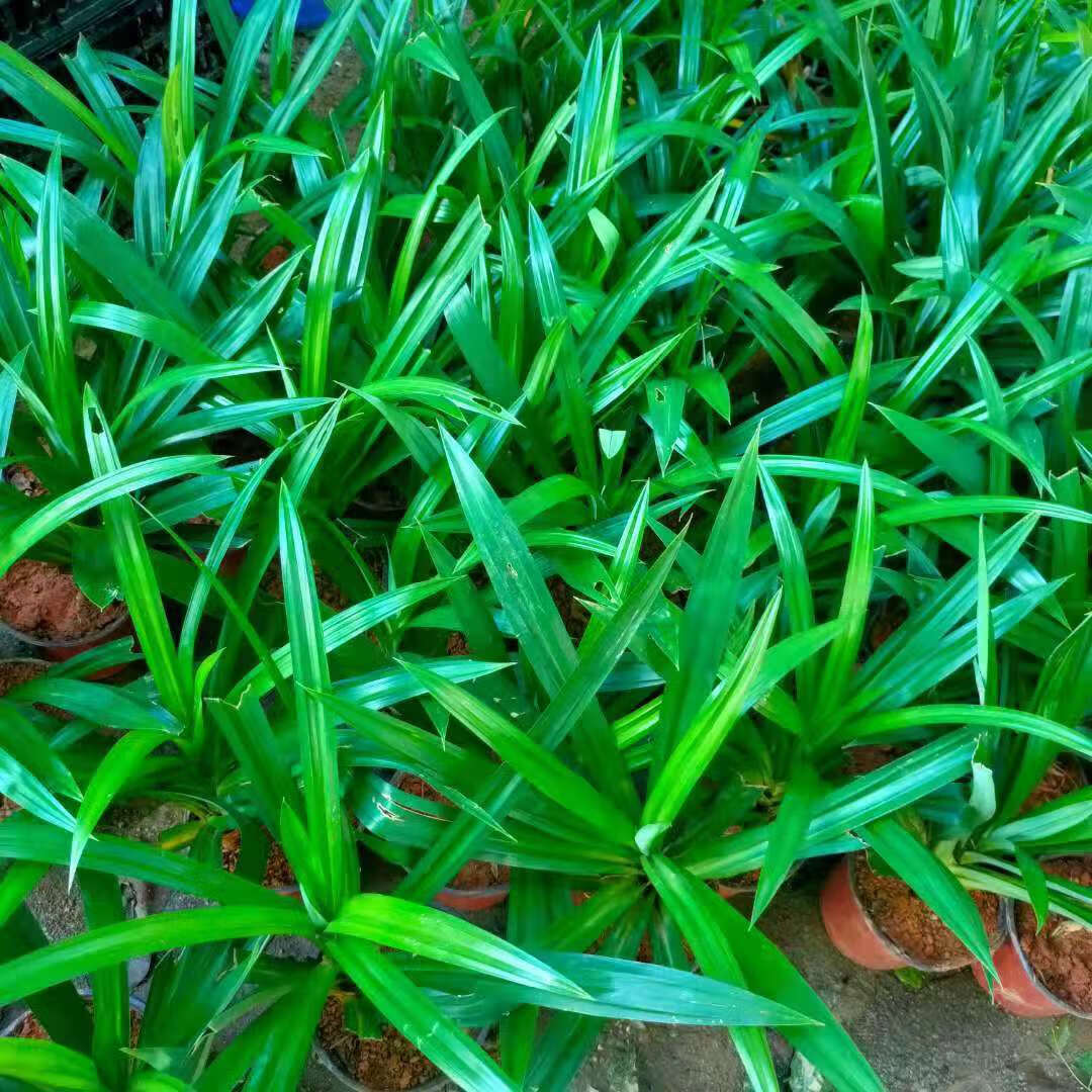 *轻奢株新马泰香兰叶苗斑兰叶苗斑斓叶苗盆栽斑兰盆景绿植抖音网红sn