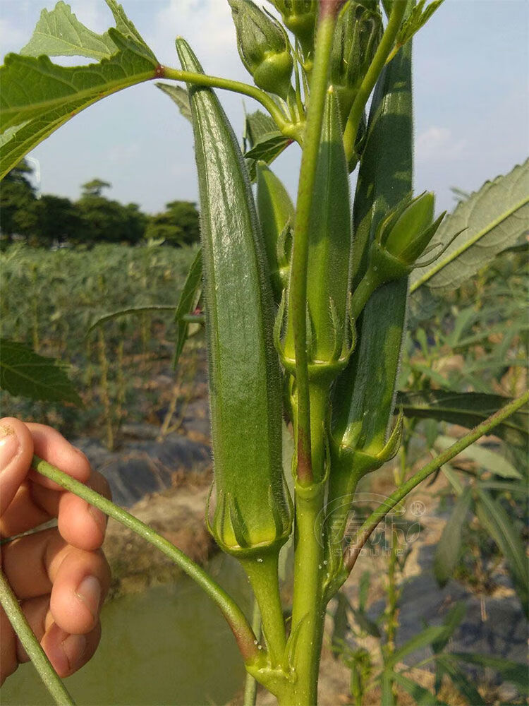 秋葵種子高產黃秋葵種子紅秋葵種子易種農家陽臺庭院盆栽蔬菜種子量大