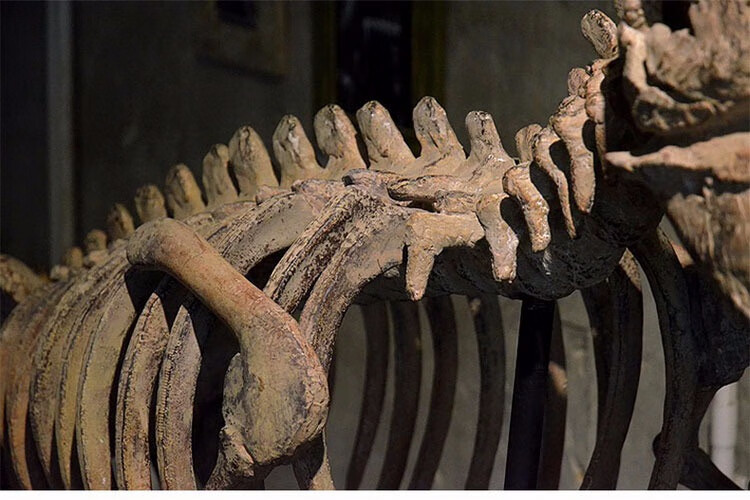 仿真恐龙骨架化石动物骨骼大型橱窗落地摆件教学道具标本模型 翼龙3