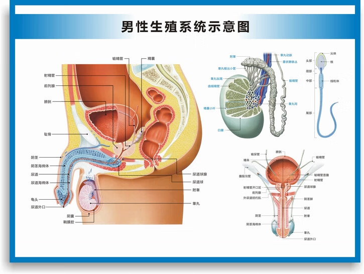 男人阴囊部位位置图图片