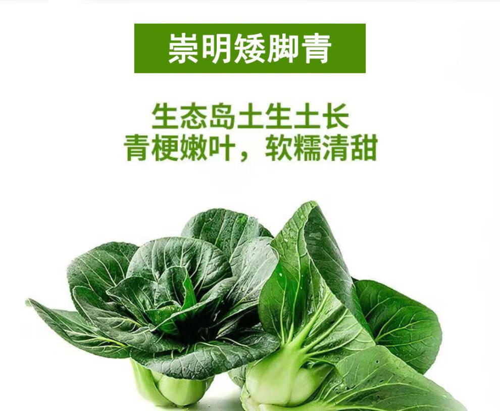 淄博馆正宗崇明上海青矮脚菜青油菜现采现发无冻伤黑小油菜新鲜蔬菜1