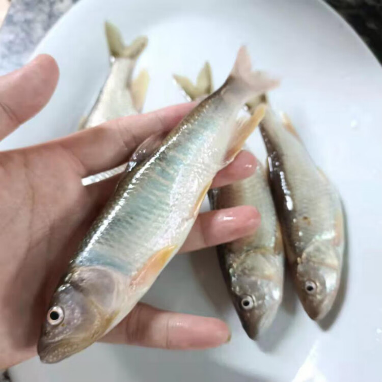 现杀鲜活马口鱼 小河鱼桃花鱼 新鲜溪流鱼 淡水鱼 马口鱼 桃花鱼 半斤