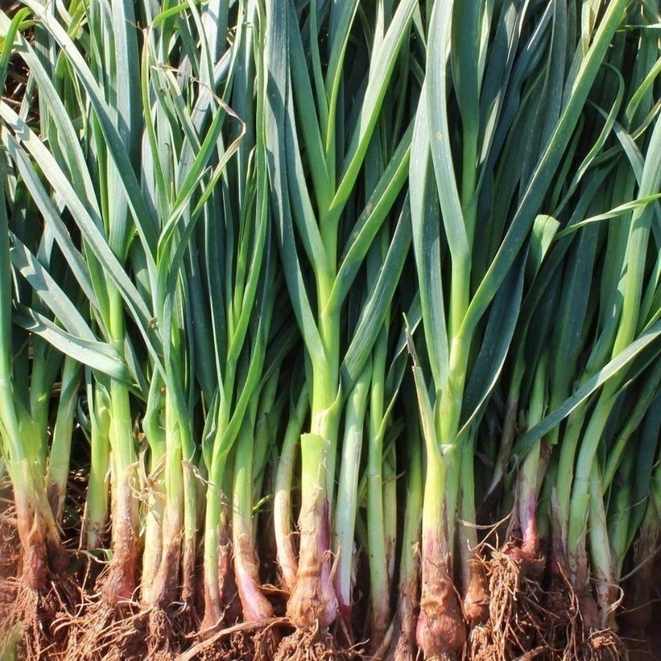 便宜好货10斤红皮蒜苗新鲜蒜苗青蒜批发2斤4斤6斤6斤