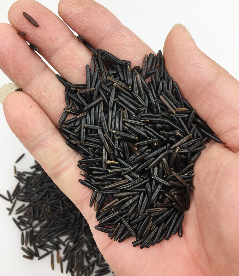 3号野米加拿大苏比利尔菰米冰湖松针米进口杂粮黑米野米454g 米454g