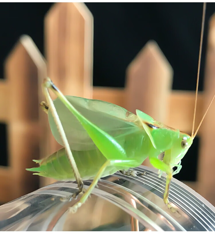 【宠医推荐】荣郁 新脱扎嘴鸣虫翠绿活体螽斯吉尔姐儿纺织娘翠绿精品