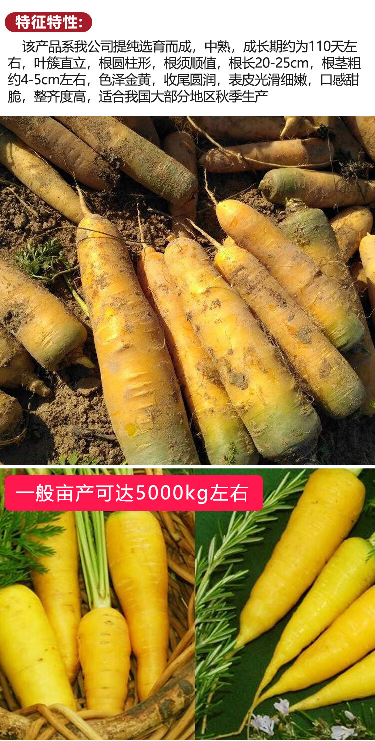 金枝恋黄珊瑚胡萝卜种子脆甜水果有机胡萝卜内芯黄色秋季四季播蔬菜