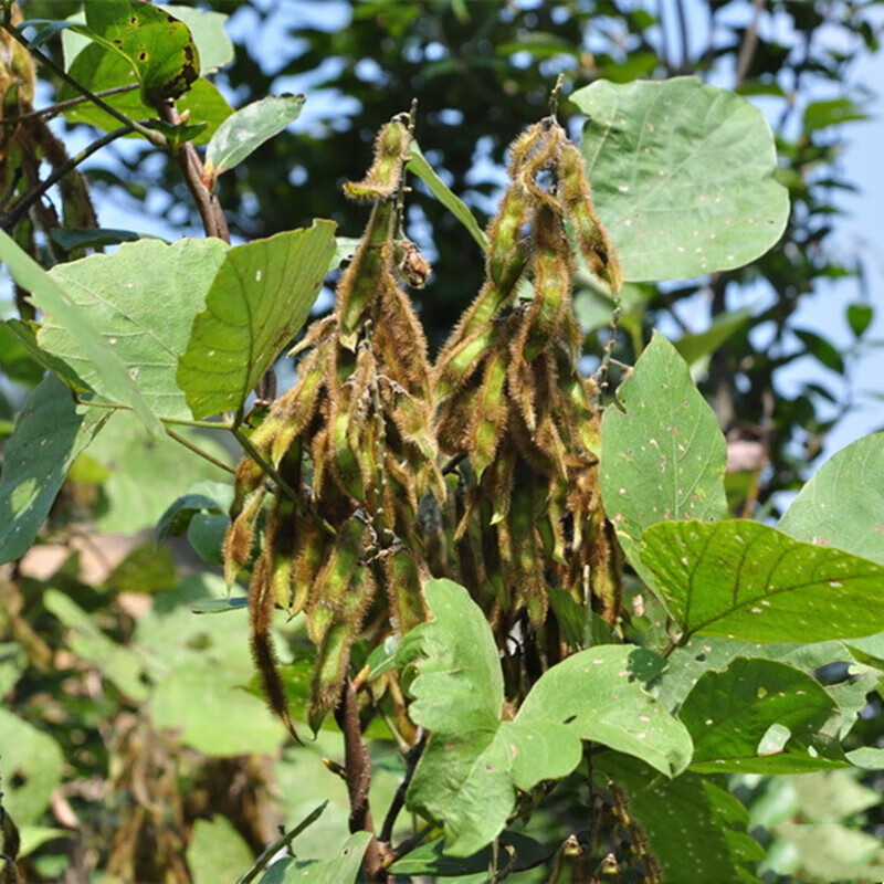 恩之达 葛藤种子百花银背野葛边坡绿化藤本植物沙土护坡巩固爬藤葛根