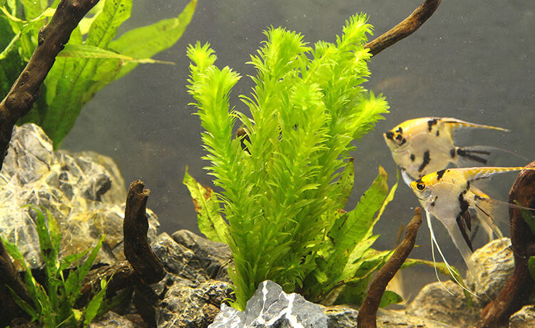 蜈蚣草 水草活體 魚缸造景 懶人 水生植物 水族箱裝飾 綠菊花兩盆(帶