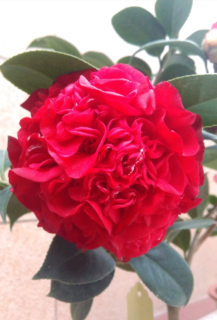 进口名贵品种大牡丹红色球形火瀑布山茶花树苗盆栽带花苞小托桂型hp