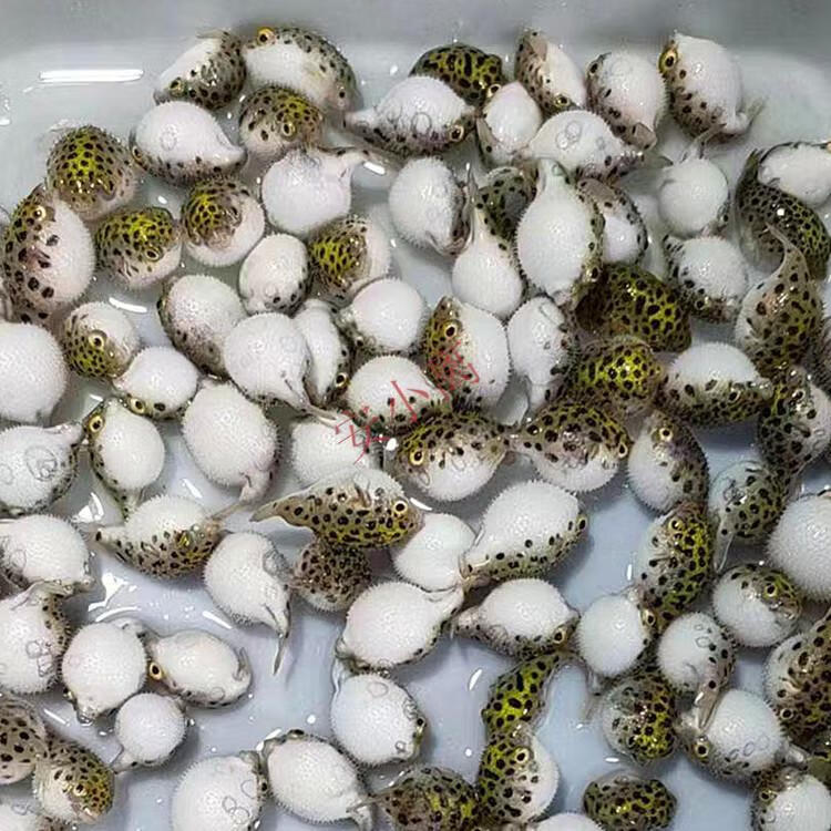 【安小离】鱼吃螺观赏鱼潜水艇活体巧克力娃娃会生气的鱼气泡鱼弓班