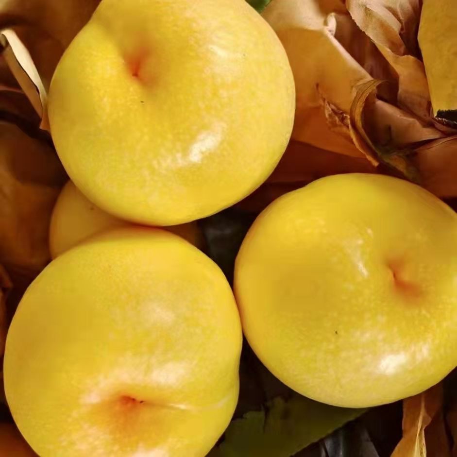 山东蒙阴黄油桃黄金油桃甜油桃黄肉油桃黄色油桃脆甜黄皮黄桃 5斤精选