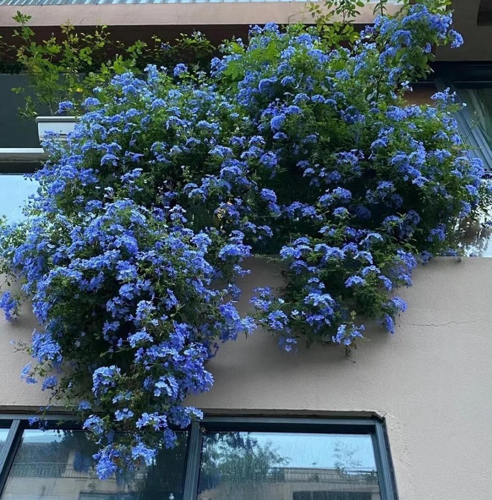 庭院爬藤网红花(蓝雪花)室内外地栽阳台都可起来开花盆栽好养花卉 朵