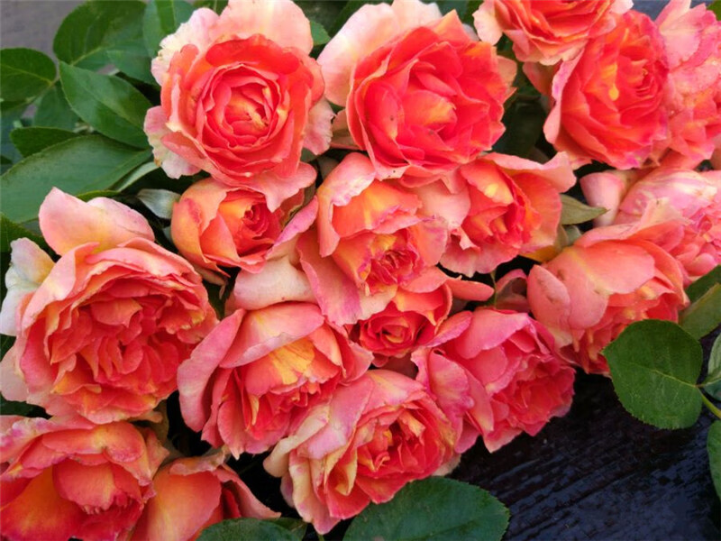 欧洲月季 法国月季花苗 巴黎女士 巴黎少女 勤花阳台庭院月季玫瑰