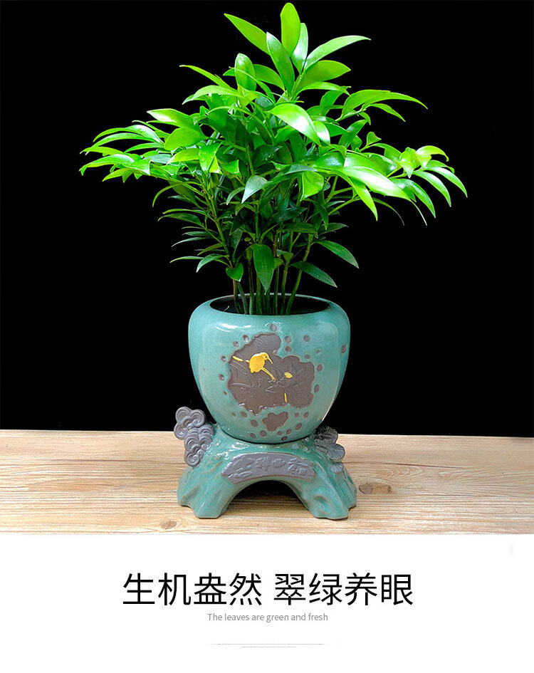 竹柏盆栽树苗室内水培植物平安竹净化空气吸甲醛驱蚊虫花草四季青