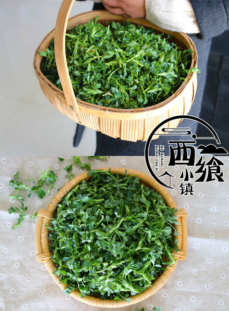 新鲜苜蓿菜2斤陕西头茬现摘现发野菜苜蓿嫩芽食用当季农家蔬菜5斤25斤