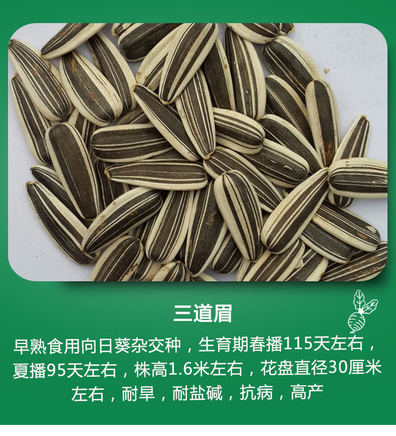 向日葵种子食用瓜子种子高产经济型食用葵花籽种子早熟大粒食用向日葵