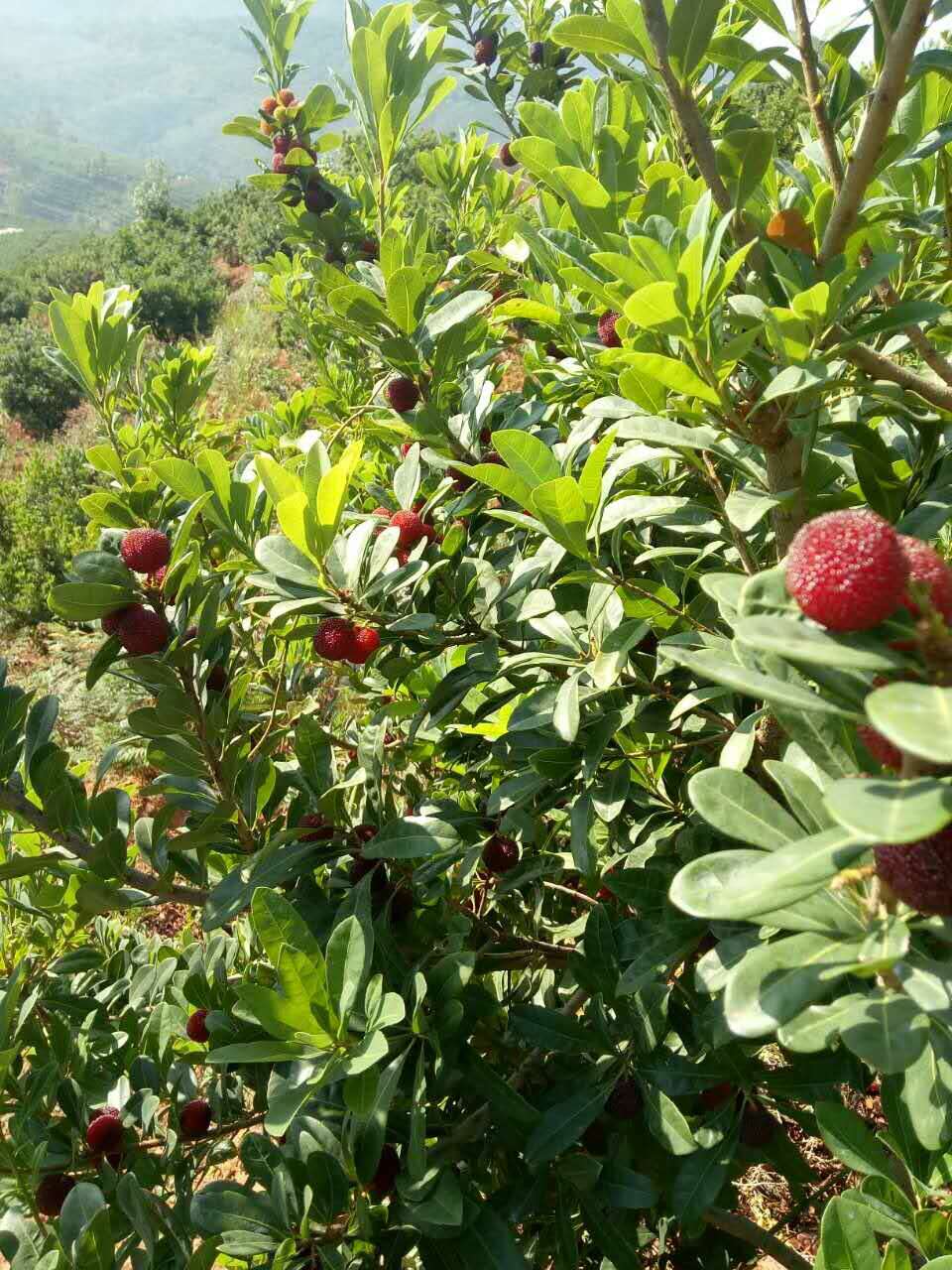 云南石屏新鲜现摘大杨梅酸甜孕妇可食3斤顺丰坏果包赔