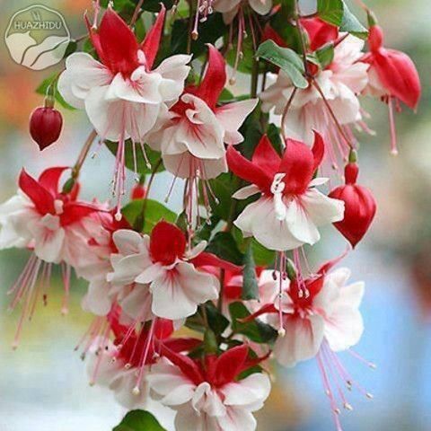 花卉盆栽倒挂金钟木本灯笼花室内外阳台盆栽花卉四季开花 初石 8号