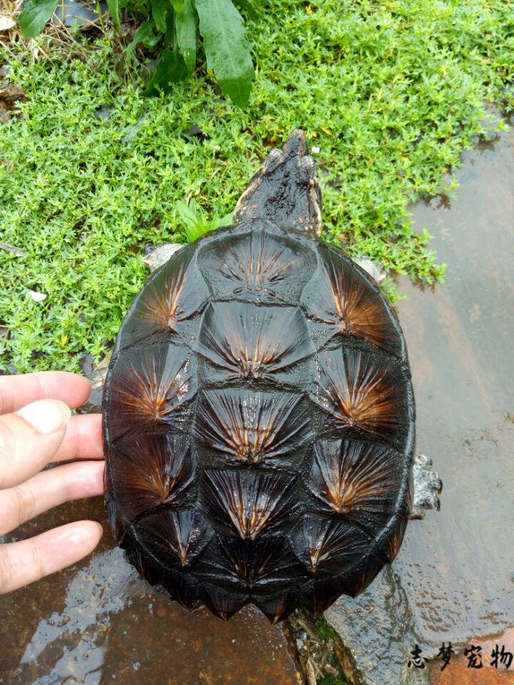 鳄龟活物北美小鳄龟苗大鳄龟黄壳杂佛鳄龟爆刺纯佛鳄水龟低价 杂佛5-6