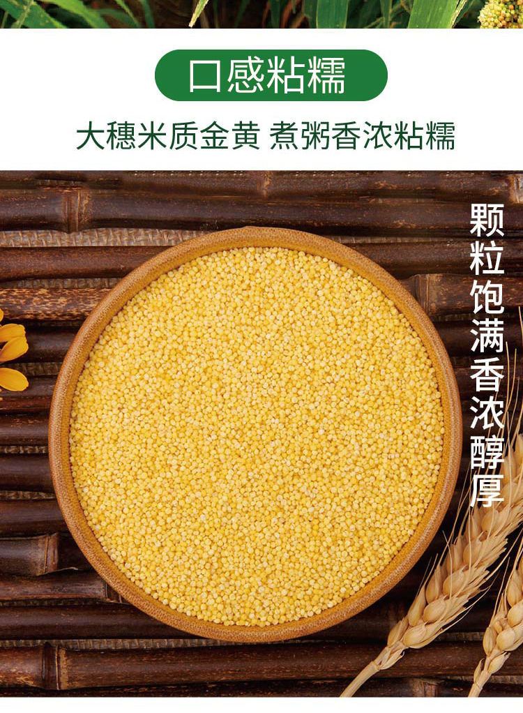 沁州黄谷子小米种籽粟米小香米种子香糯软绵高营养五谷杂粮种书香黄谷