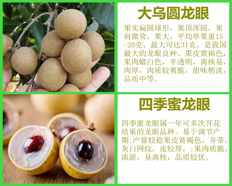 双季大乌圆桂圆果树苗带土带叶四季龙眼带叶带土球6年当年结果多多