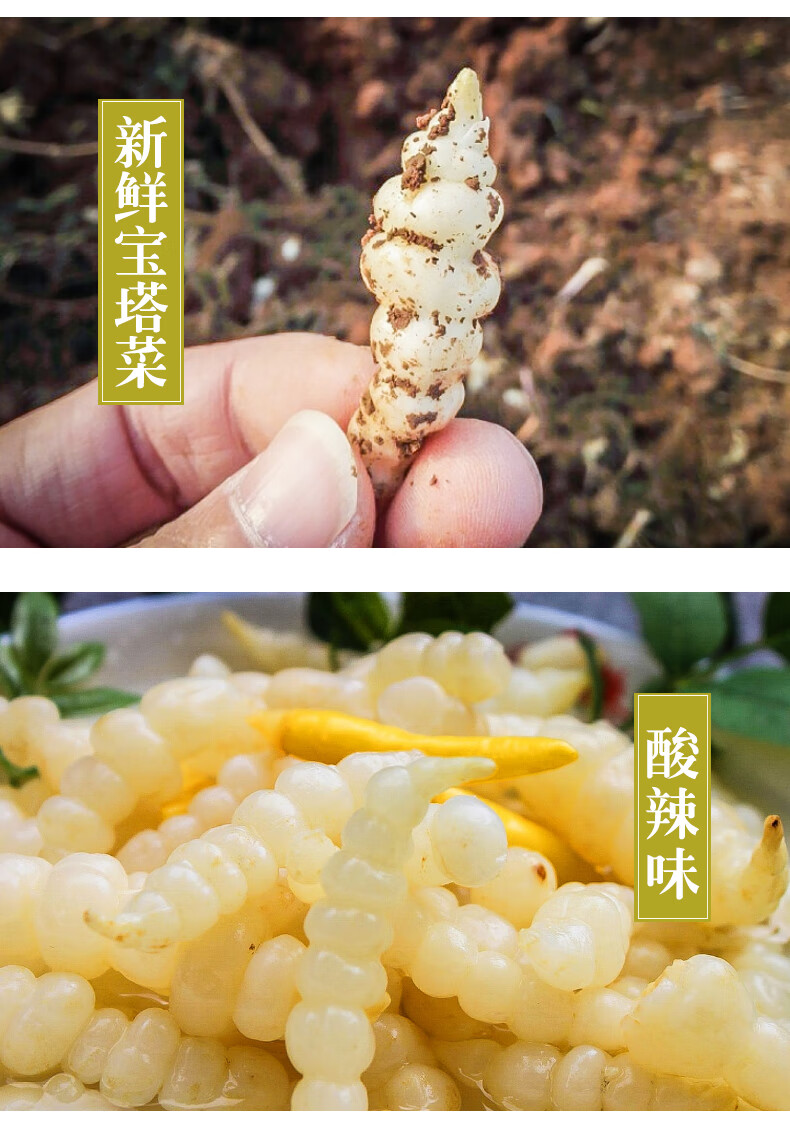 泡椒宝塔菜400g 地环草石蚕地牯牛螺丝菜泡菜凉菜