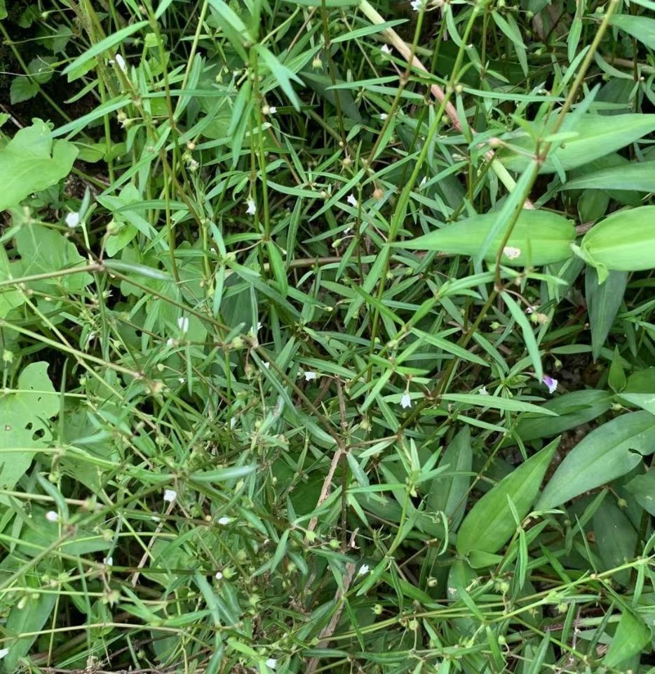 北京同仁堂 农家新鲜白花蛇舌草 百花蛇舌草中草药材 野生蛇利草 蛇