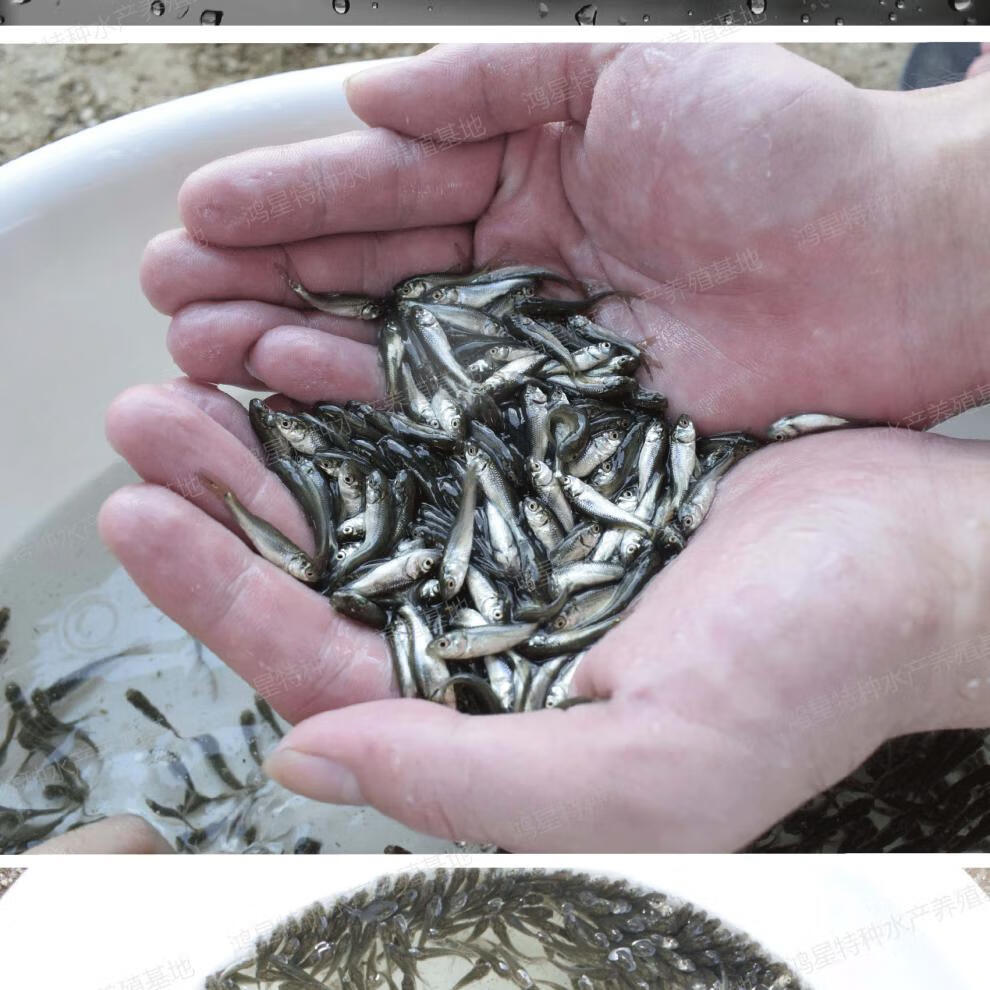 饲料鱼麦穗鱼活体鱼苗淡水养殖小鱼龙鱼鳄龟饲料喂乌龟吃的小鱼苗 5