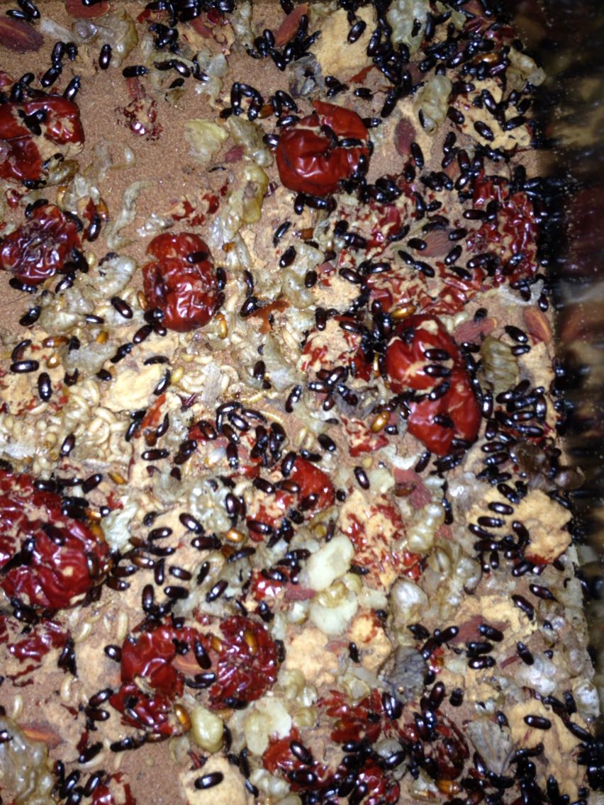 九龙虫洋虫宠物虫活体长命虫10克约750只