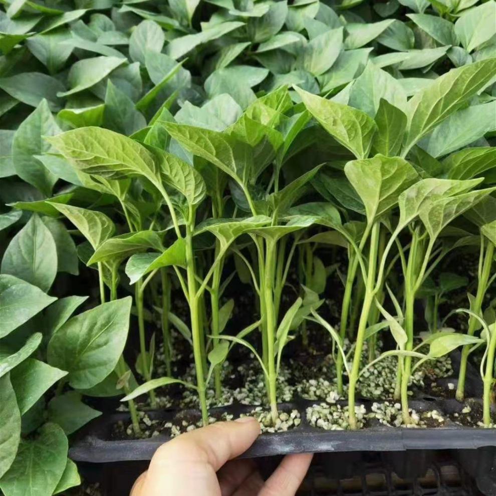 唯友菜苗蔬菜苗辣椒苗盆栽圣女果苗西红柿苗四季茄子苗小番茄苗黄瓜苗