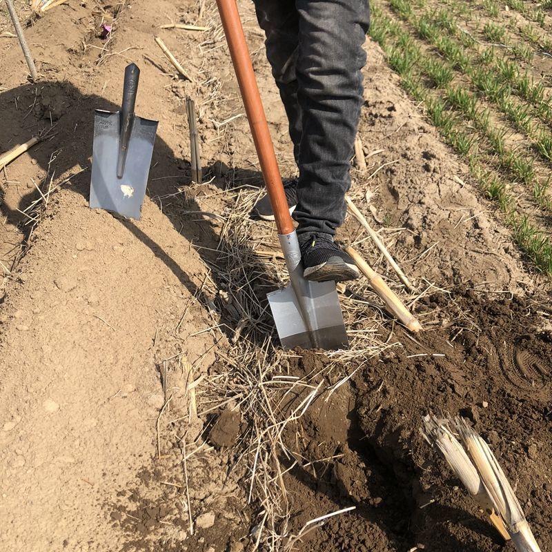 鏟子挖土野外挖樹鍬錳鋼加厚挖溝鍬起樹鏟挖坑工具挖樹神器樹根細窄