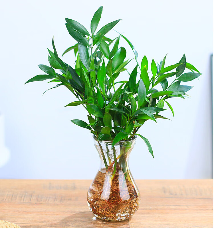 水培植物室内客厅绿植花卉盆栽水养四季常青款竹柏10棵送营养液1支不