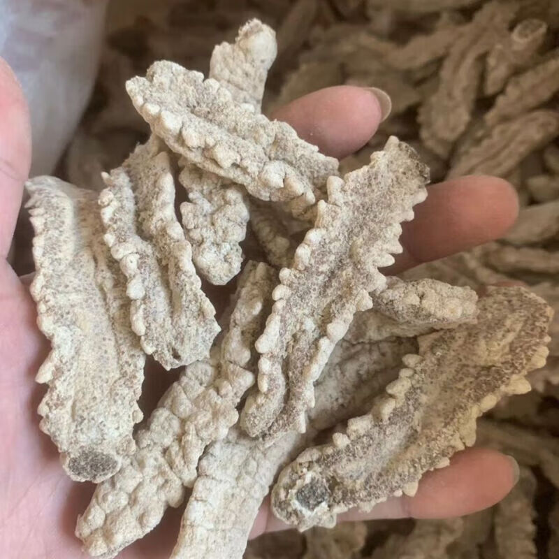 黄玉参海参干货印尼黄肉参仔小黄玉参酒店食材用料非即吃辽参100g 100