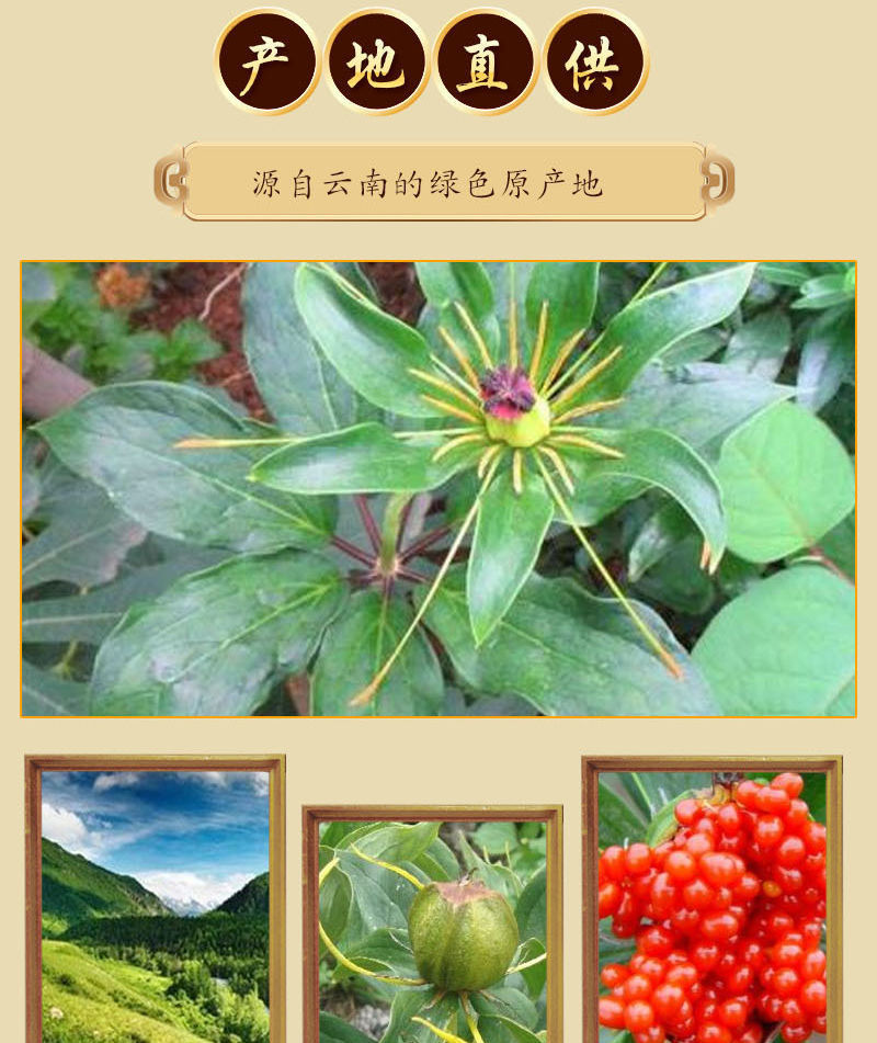 云南重楼正宗重楼个七叶一枝花中药材白蚤休干货独角头草河车御华伊梵