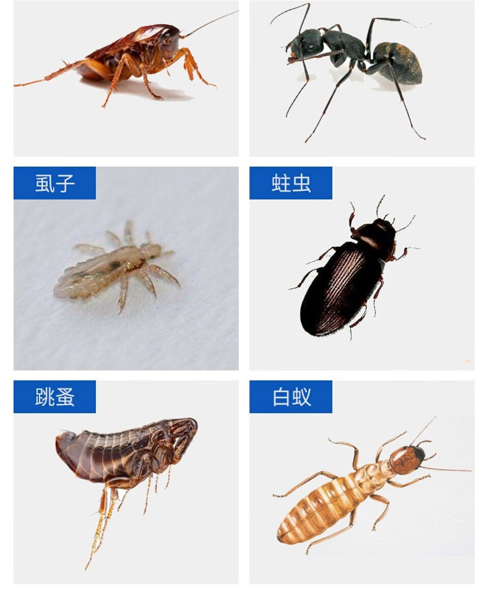 柏松杀虫药粉跳蚤粉臭虫药宠物用体外驱虫狗狗用猫用家用床上杀跳蚤灭