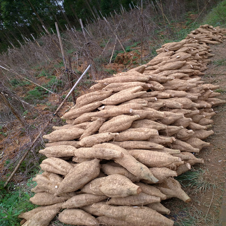 新鲜葛根25kg粉葛根葛薯无渣粉柴葛根片煲汤生葛根农家自种新鲜蔬菜