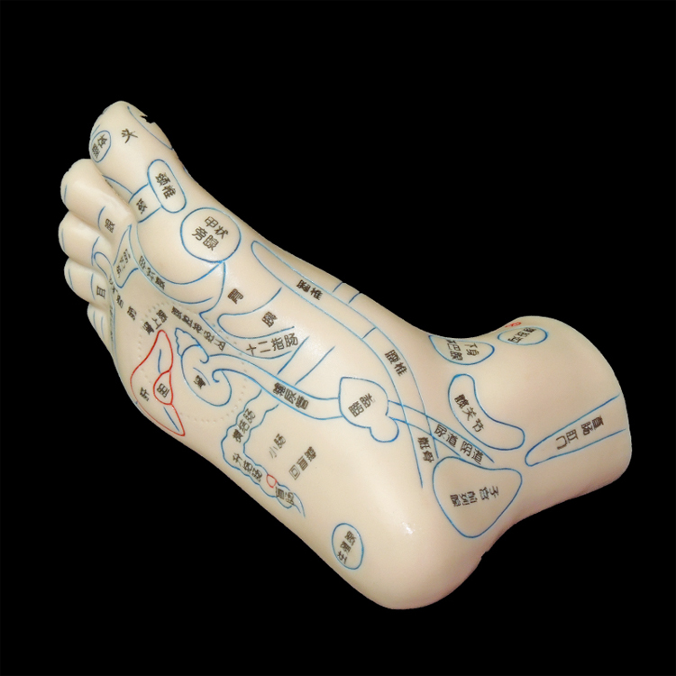 子彧 刻字足疗足部脚部足底经络穴位反射区图按摩推拿模型脚底点穴