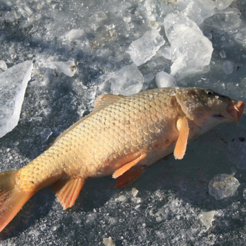 查干湖鱼鲤鱼查干湖冬捕鱼鲤鱼富硒鲤鱼礼盒装2kg