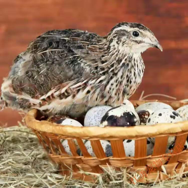 鵪鶉活體下蛋鳥青年鵪鶉種雞繁殖寵物沙維藍胸巨型養殖雞 5斤裝下蛋料