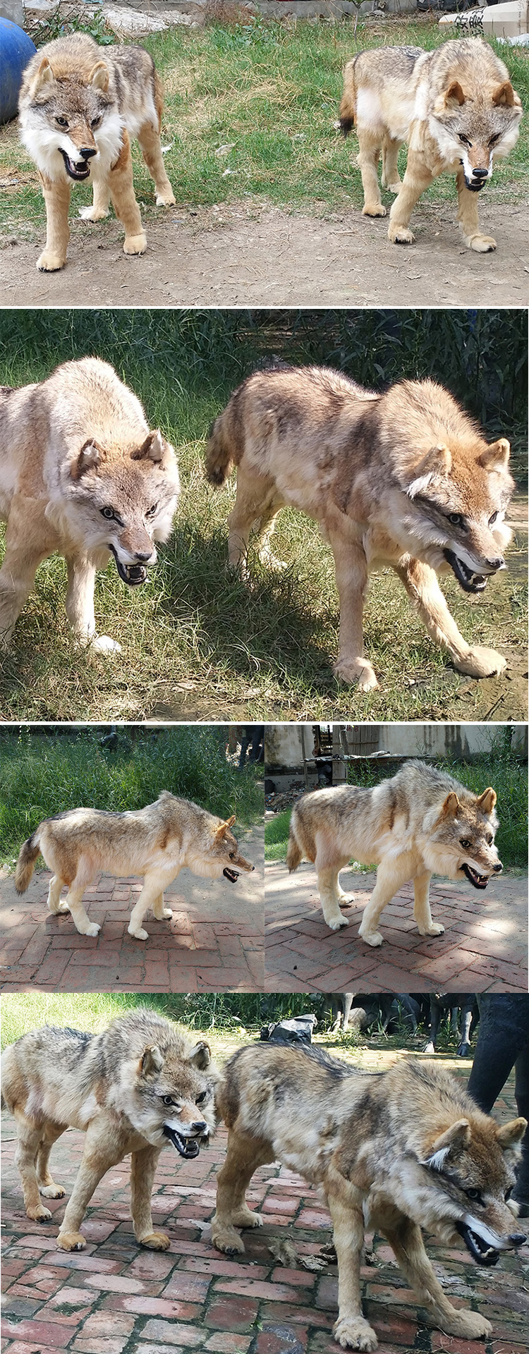 大型仿真狼模型1比1狼标本野生动物真皮毛工艺品假狼摆件影视道具