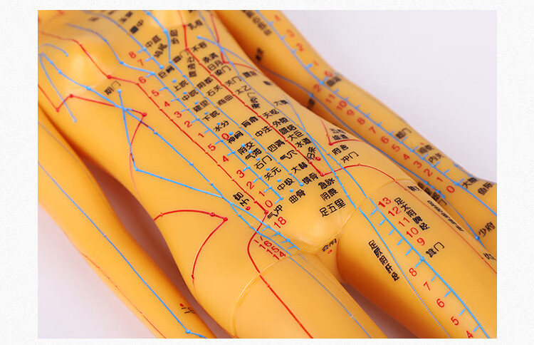 伊冉香约 高清人体针灸穴位模型中医教学男女全身铜经络图推拿人偶